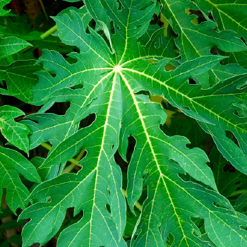 Ingredient Image