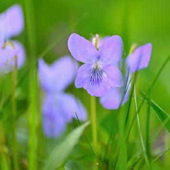 Ingredient Image