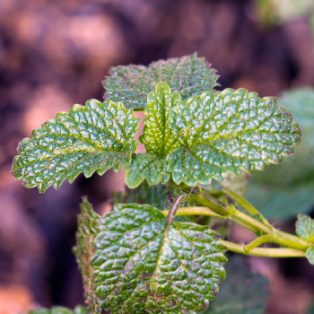 Ingredient Image